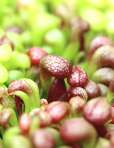 Darlingtonia californica