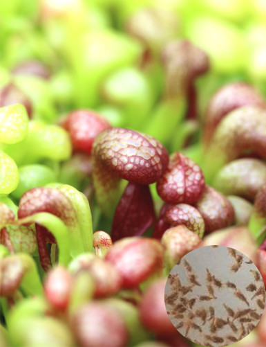 Graines de Darlingtonia...