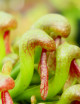 Granos de Darlingtonia californica