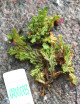 Hymenophyllum sp. | À repiquer