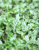 Hymenophyllum sp. | À repiquer