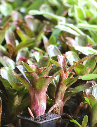 Plante terrarium Neoregelia dartanion
