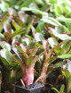 Plante terrarium Neoregelia dartanion