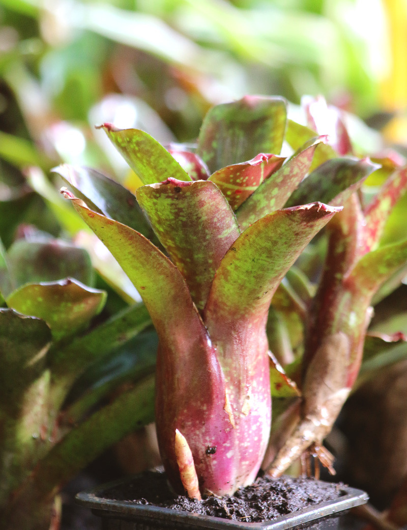 Plante terrarium Neoregelia dartanion