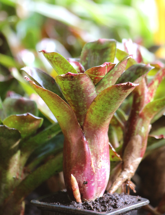 Plante terrarium Neoregelia dartanion