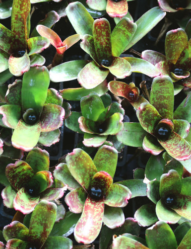 Plante terrarium Neoregelia dartanion