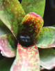 Plante terrarium Neoregelia dartanion