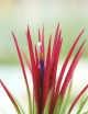Tillandsia ionantha 'Fuego' fille de l'air