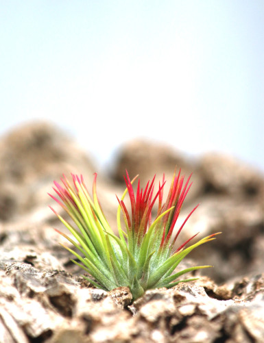 copy of Tillandsia ionantha...