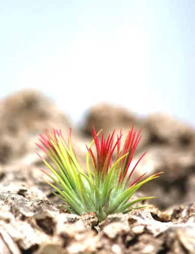 Tillandsia ionantha 'Fuego' touffe fille de l'air