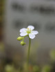 Drosera intermedia all green plante carnivore