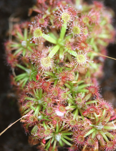 Drosera x Badgerup (...