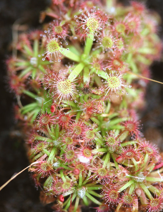 Drosera x lake badgerup (Drosera x badgerupii) plante carnivore
