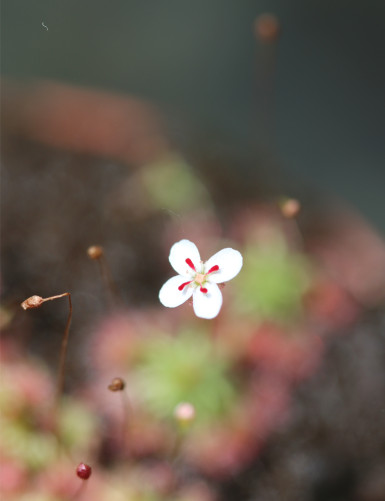 Drosera x badgerupii (Drosera x badgerupii)