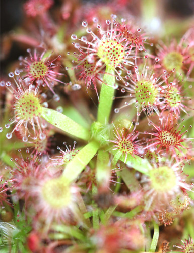 Drosera x lake badgerup (Drosera x badgerupii) plante carnivore