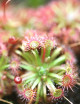Drosera x Badgerup ( Drosera x Badgerupii)
