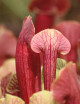 Sarracenia Barba - To be kept