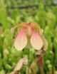 Sarracenia Barba - Para ser conservado