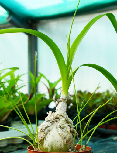 DUO - Albuca bracteata and Idera helix variegata