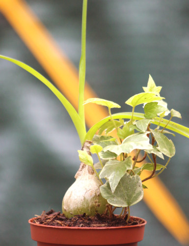 Plantes terrariums DUO - Albuca bracteata et Hedera helix variegata