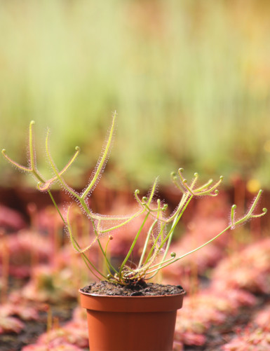 Drosera binata - Mount...
