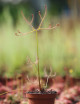 Drosera binata var multifida extrema plante carnivore