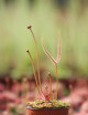 Drosera binata 'hojas de cobre'