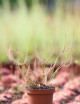 Drosera joven
