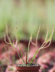 Drosera binata 'Marston Dragon' plante carnivore