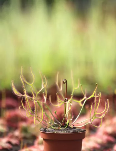 Drosera binata var. multifida plante carnivore
