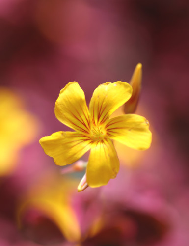 Oxalis volcanica
