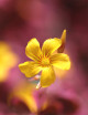 Oxalis volcanica