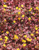 Oxalis volcanica