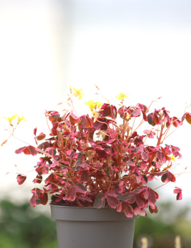 Oxalis volcanica