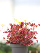 Oxalis volcanoca