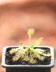 Drosera rotundifolia plante carnivore