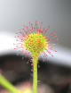Drosera rotundifolia plante carnivore