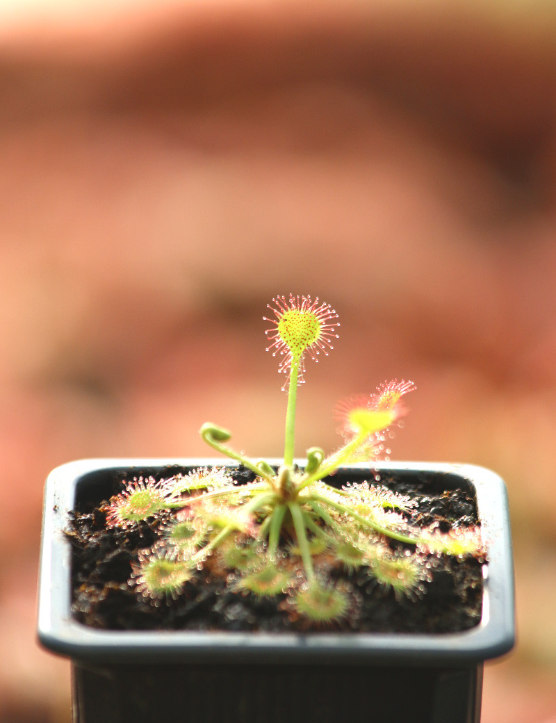 Drosera rotundifolia plante carnivore