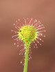 Drosera rotundifolia plante carnivore