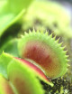Dionaea dentata