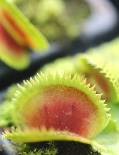 Dionaea dentata