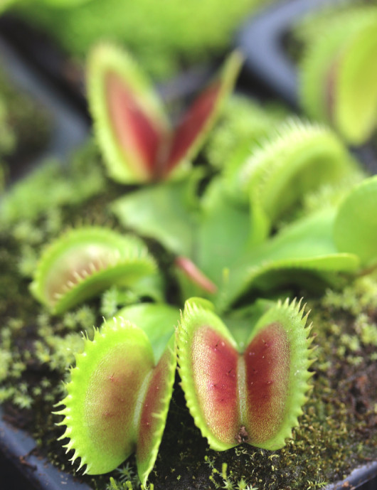 Dionaea toothed Carnivorous plant - Venus flytrap