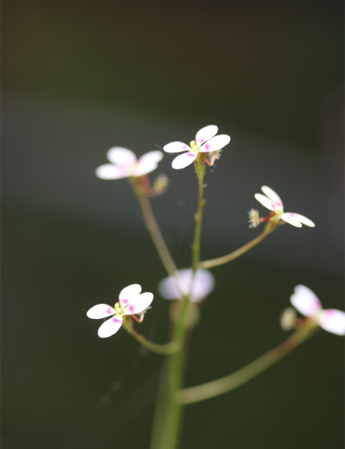 Turf grass