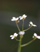 Stylidium caespitosum