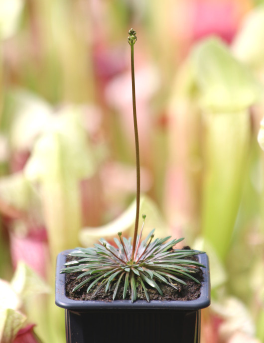 Stylidium caespitosum