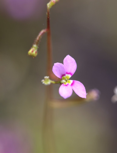 copy of Stylidium caespitosum