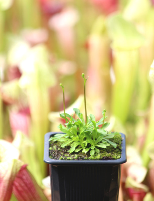 Stylidium debile