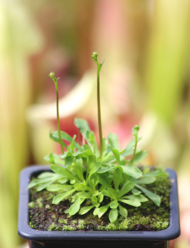 copy of Stylidium caespitosum