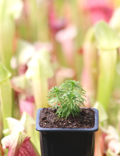 Stylidium adnatum