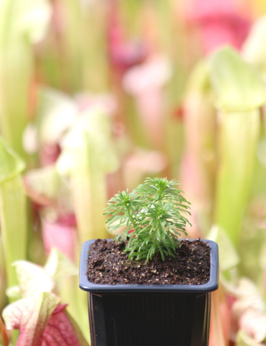 Stylidium adnatum